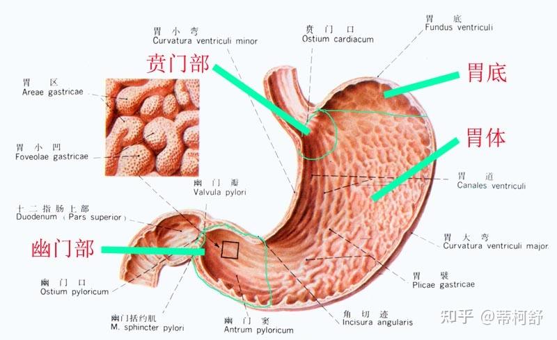 胃出口部位的名称是什么? - 知乎