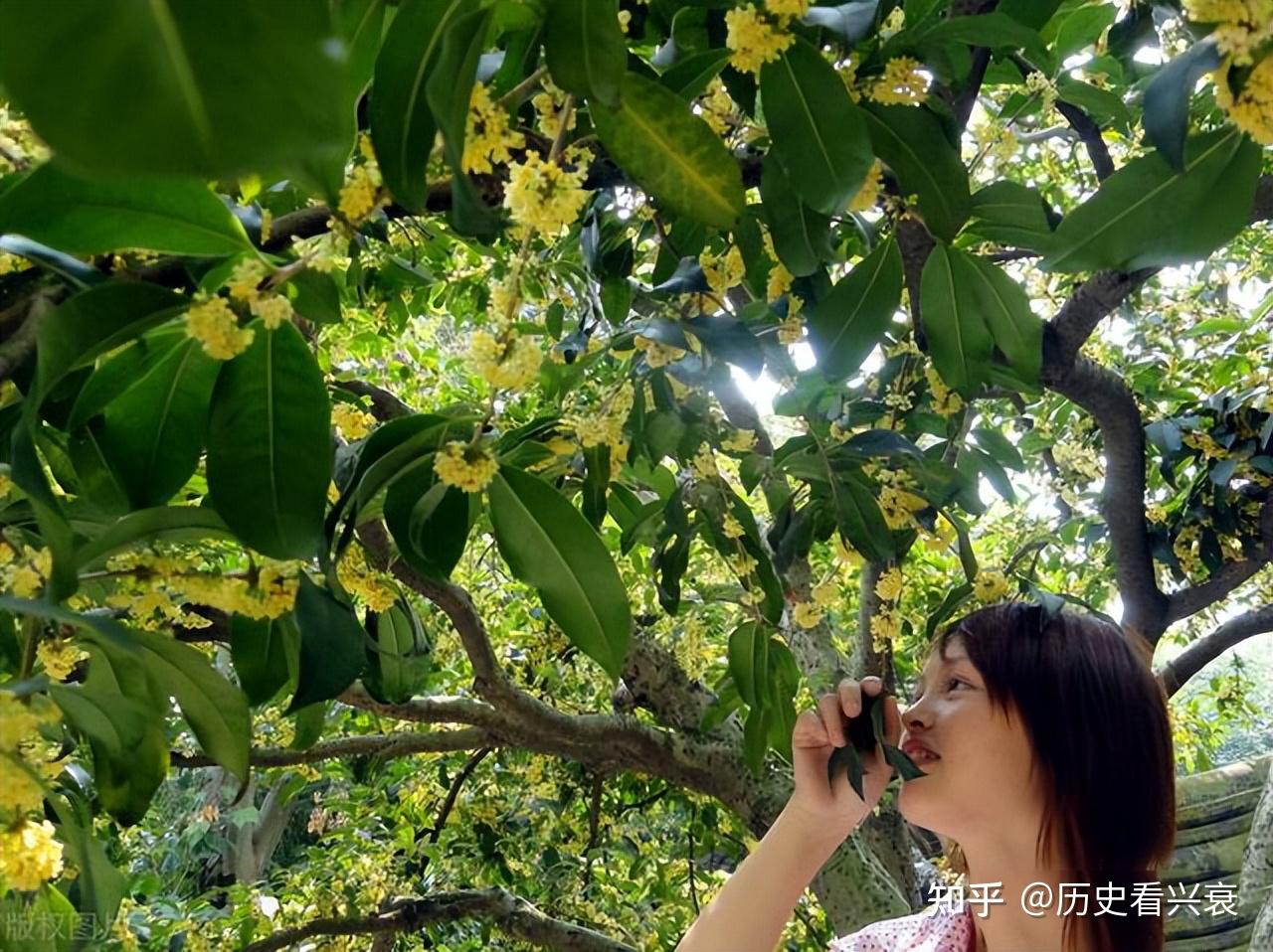 金桂银桂丹桂月桂籽桂哪个品种桂花最贵