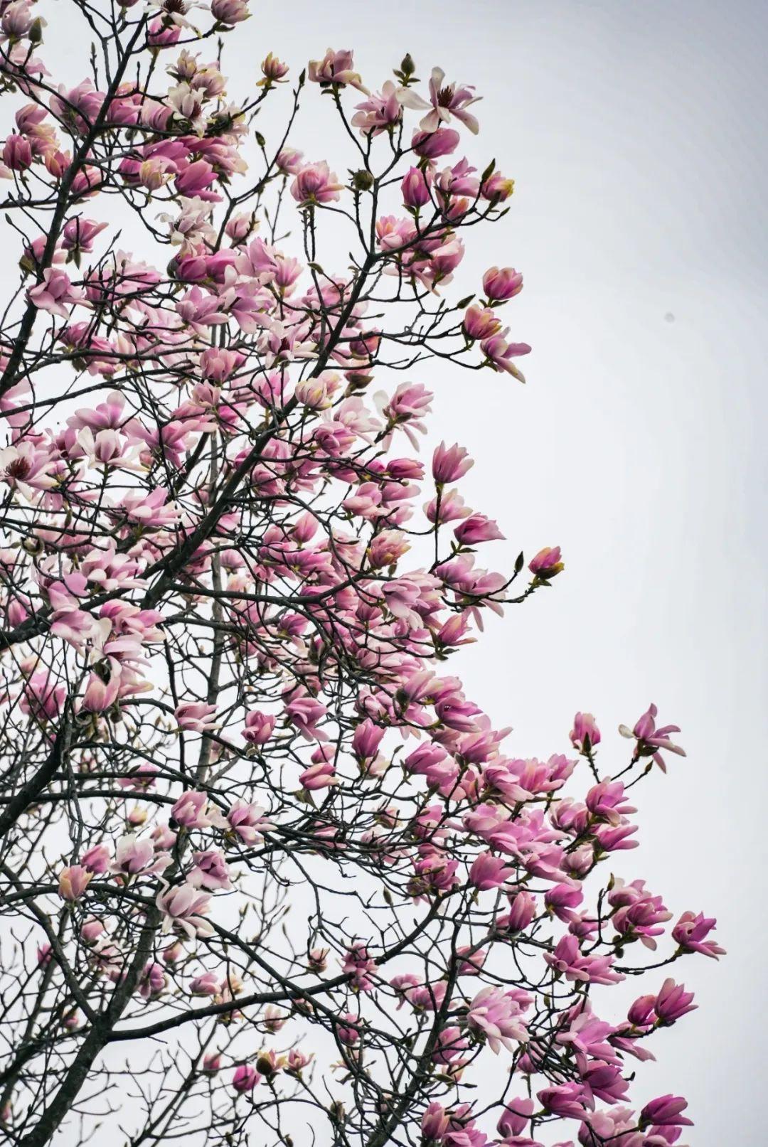 总的来说:一期已花开成海,但辛夷花花期短暂,只有10天左右,本周务必