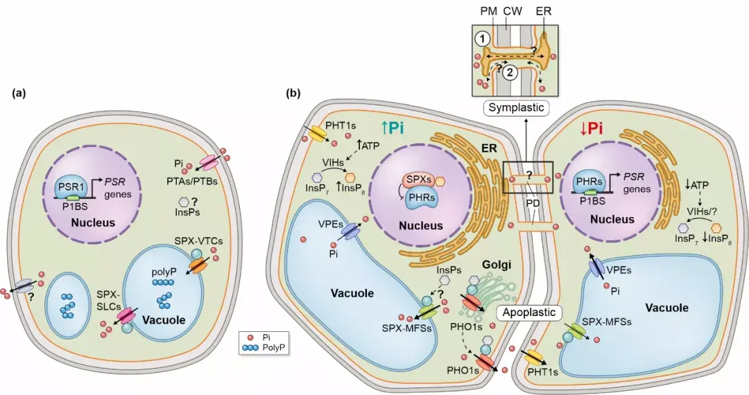 new phytol 易可可课题组受邀撰写"植物胞内/胞间磷酸盐转运及信号