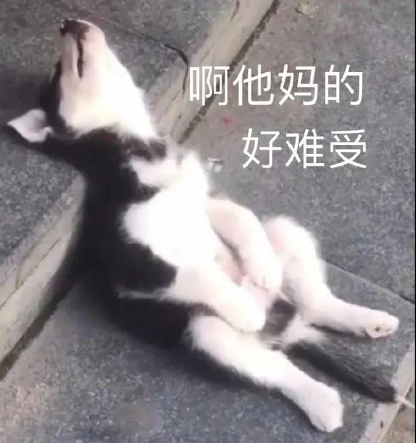 傻狗表情包（静图） - 知乎