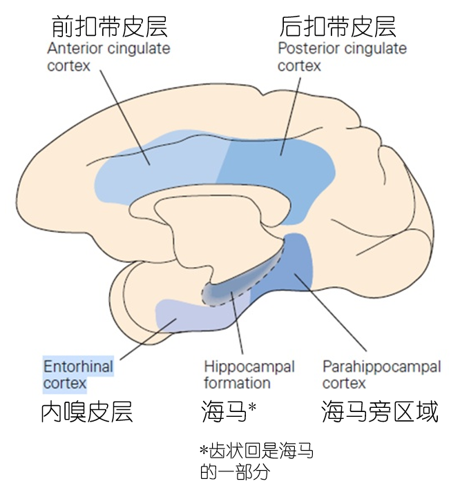 海马体的作用都有什么? 