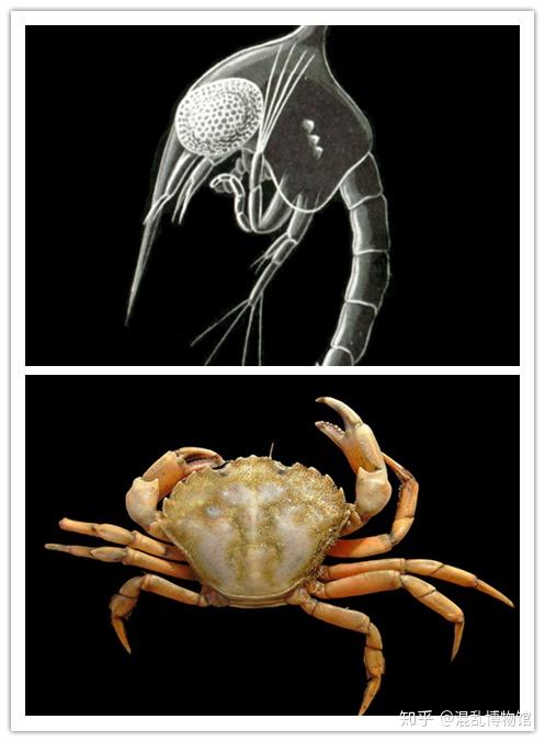 在溞状幼体期,它长得就像一只带了头盔的皮皮虾