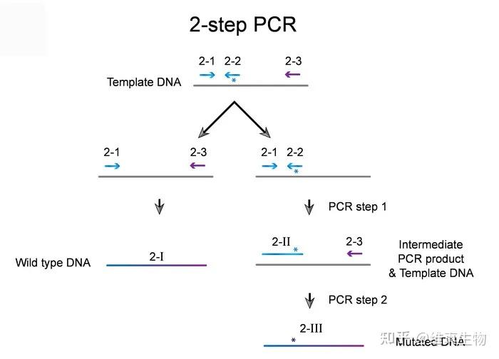 如何利用PCR进行基因定点突变? - 知乎