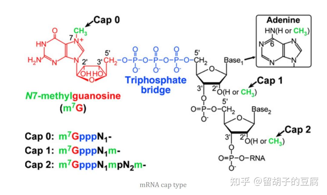 真核生物mRNA帽子结构图片