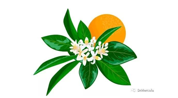 橙花精油 芳香伊人的柑橘油 知乎 橙花精油 芳香伊人的柑橘油 知乎
