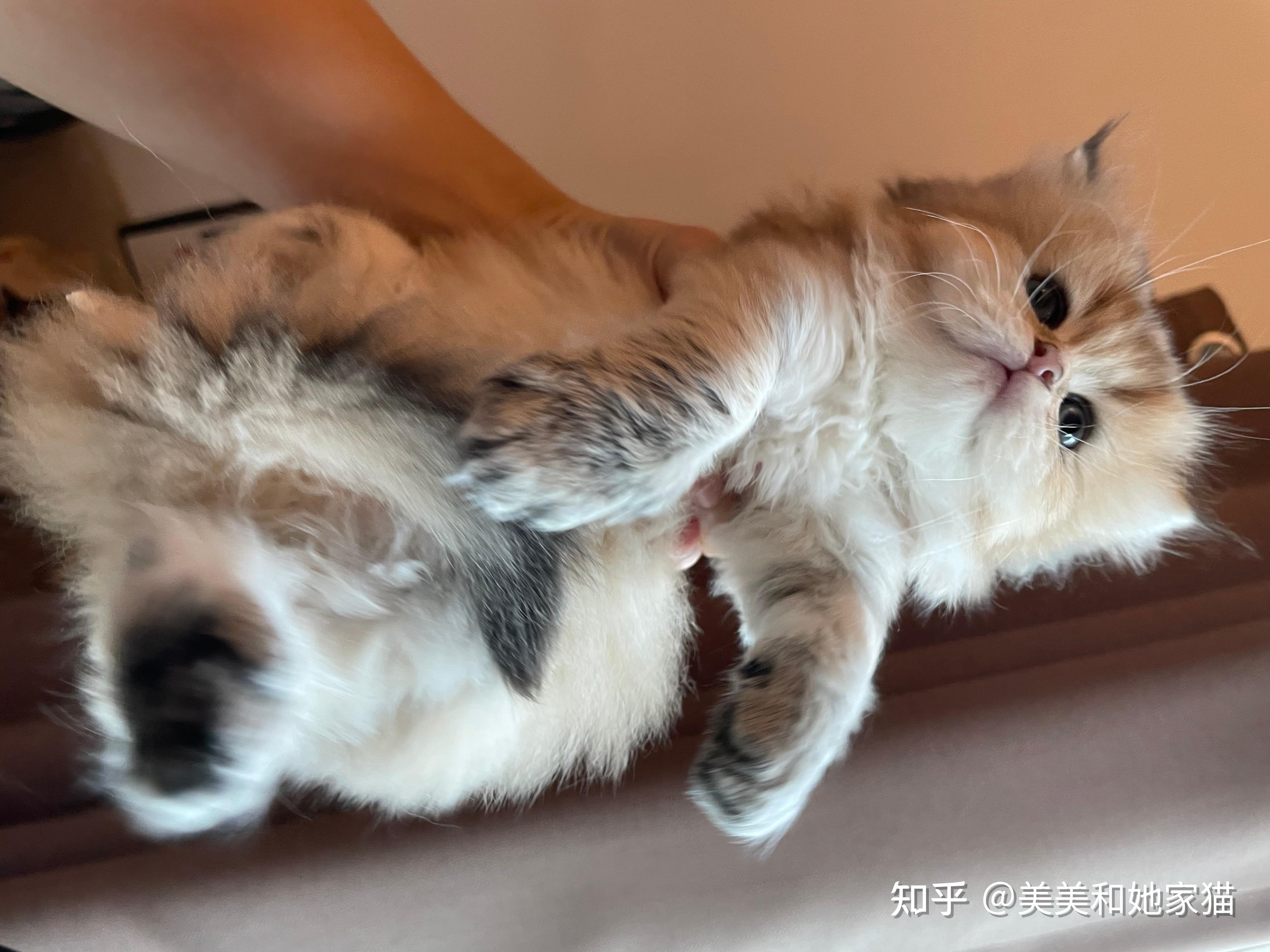 长毛金渐层小奶猫找家长 - 知乎