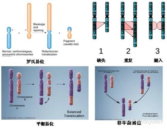 染色体平衡易位能做第三代试管婴儿怀孕吗? - 知乎