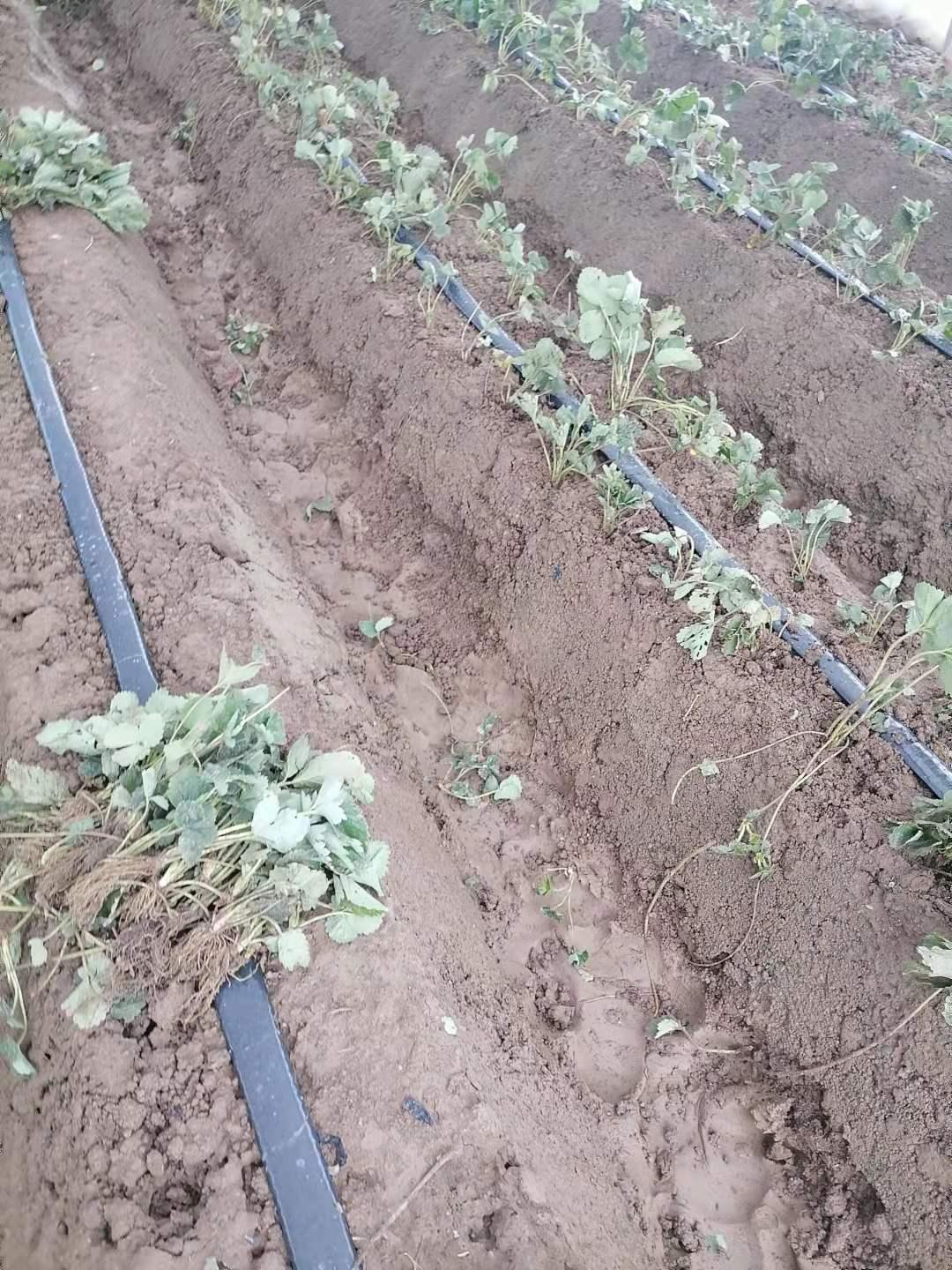 草莓移栽种植技术定植前准备工作尤为重要草莓 知乎