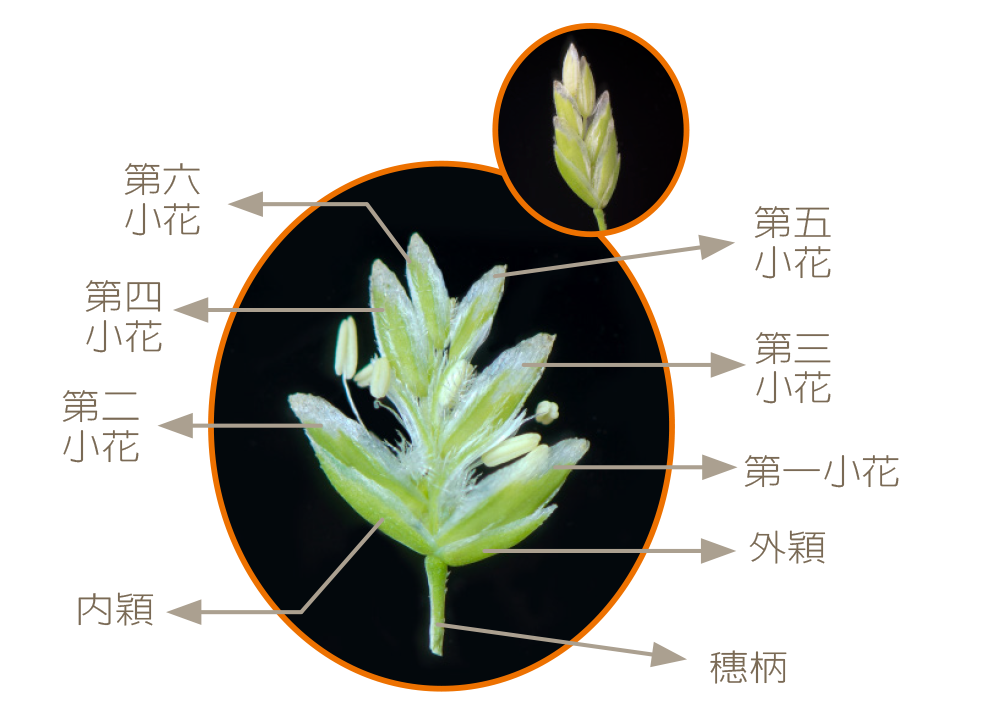 小穗 基本结构图图片