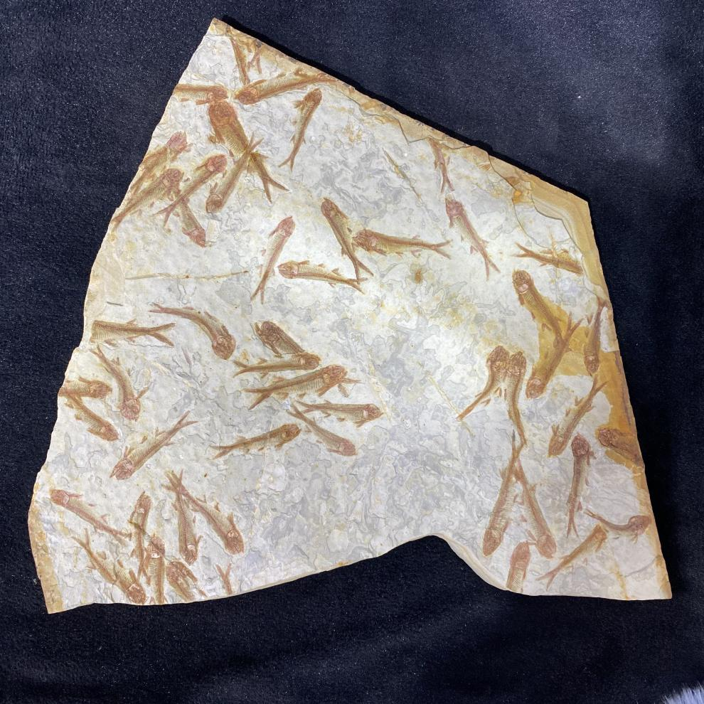 9买一个狼鳍鱼化石,是真是假? - 知乎