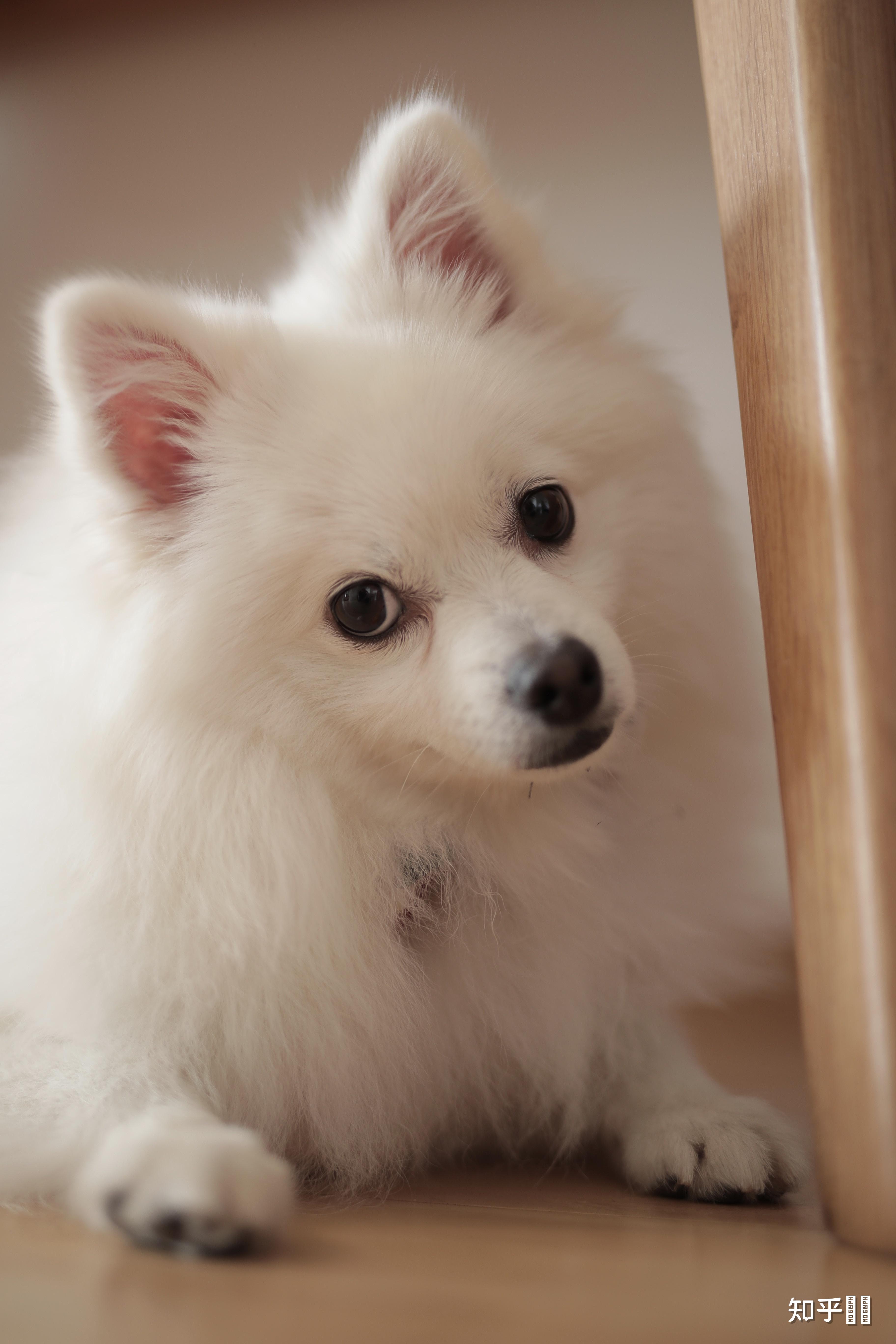 有没有大神可以给出比较标准的银狐犬,博美犬,和他俩串的,三者的图片