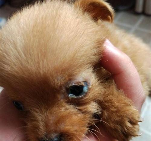 狗狗眼角白色粘稠眼屎