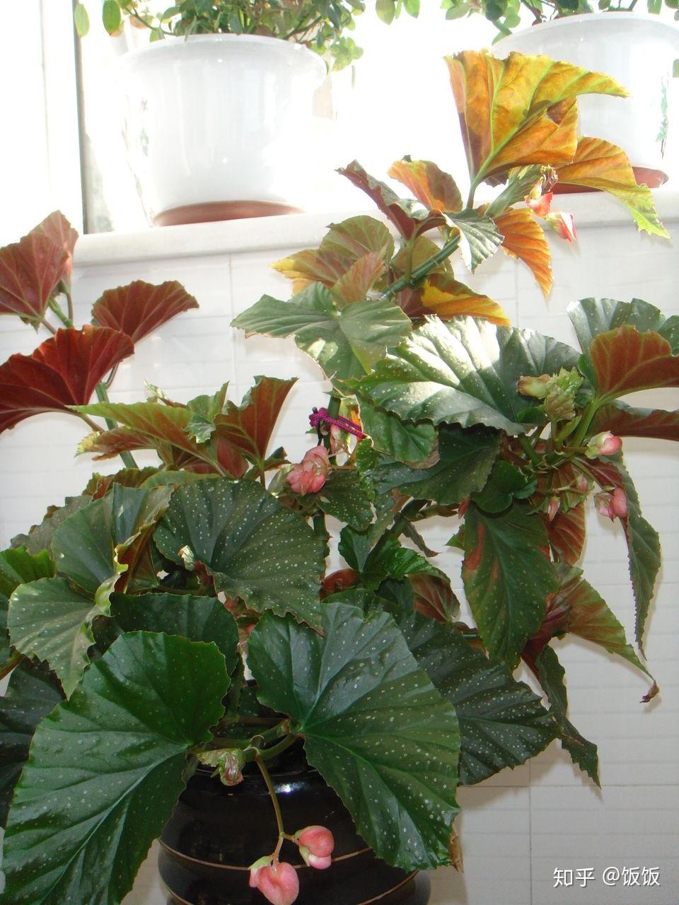 请教一下大神,海棠花的叶子为什么会有水渍印,并水渍印处会慢慢干枯?