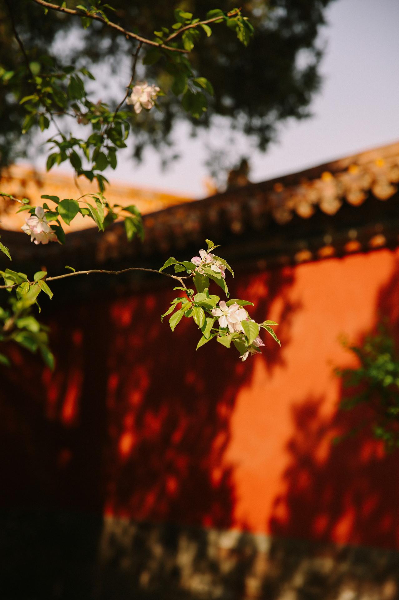 北京故宫的春天有多美