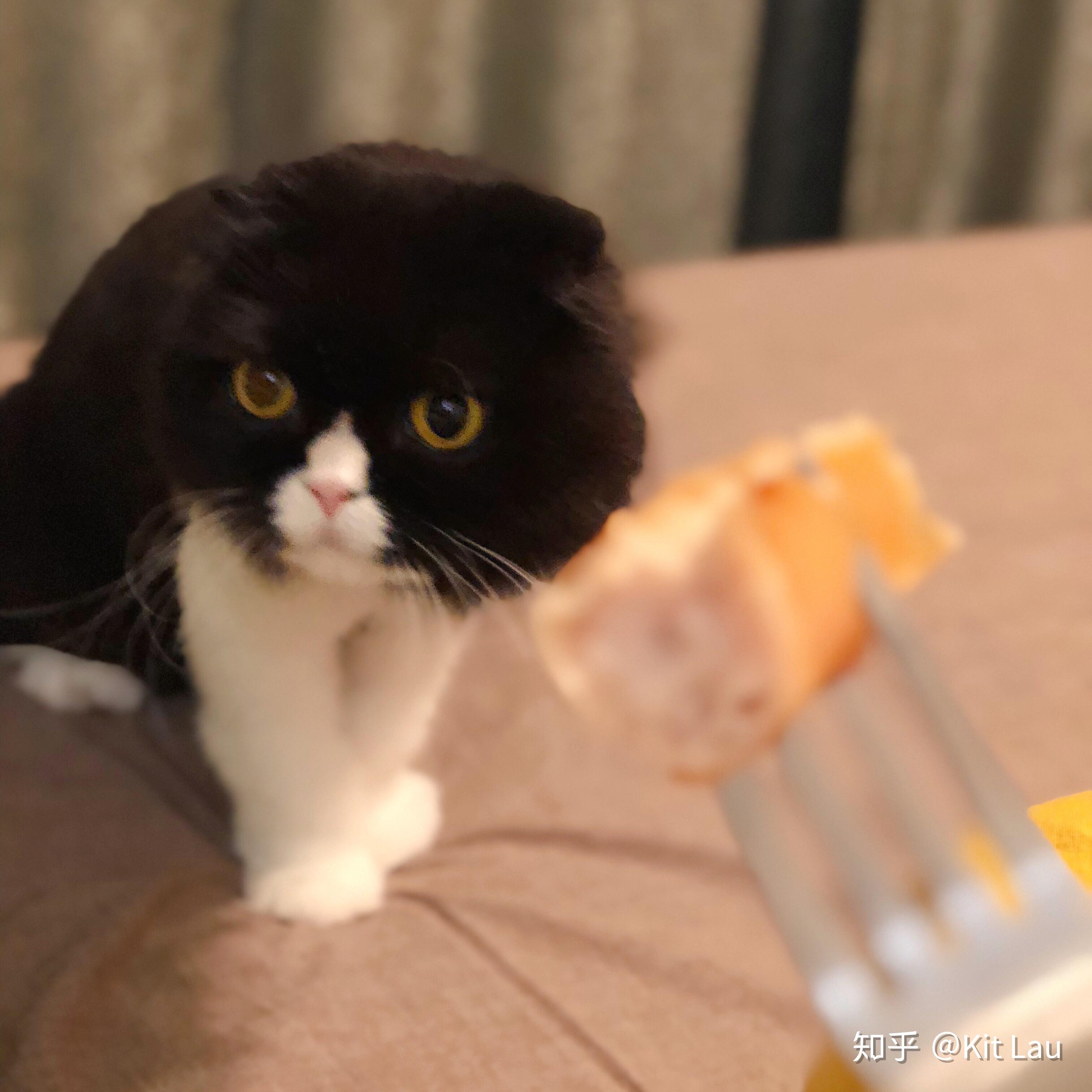 英国短毛猫的返祖现象是什么