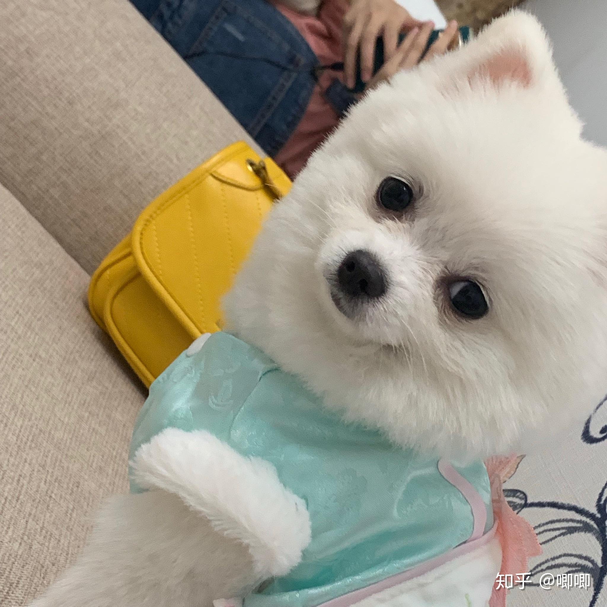 是不是所有博美都适合俊介发型? - 知乎