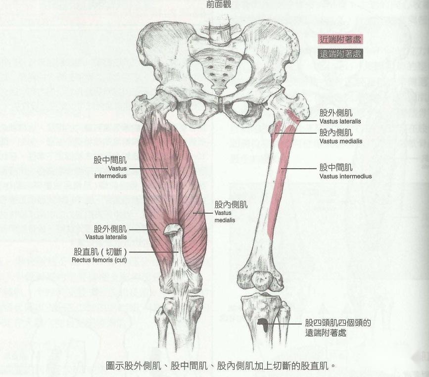 膝关节的肌肉