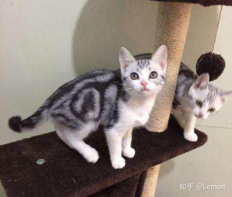 如何区分美短和英短虎斑