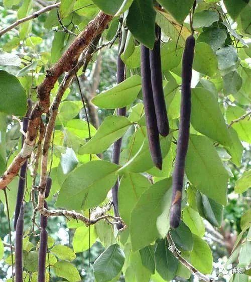 智慧树上智慧果,腊肠树上咋是大便果?