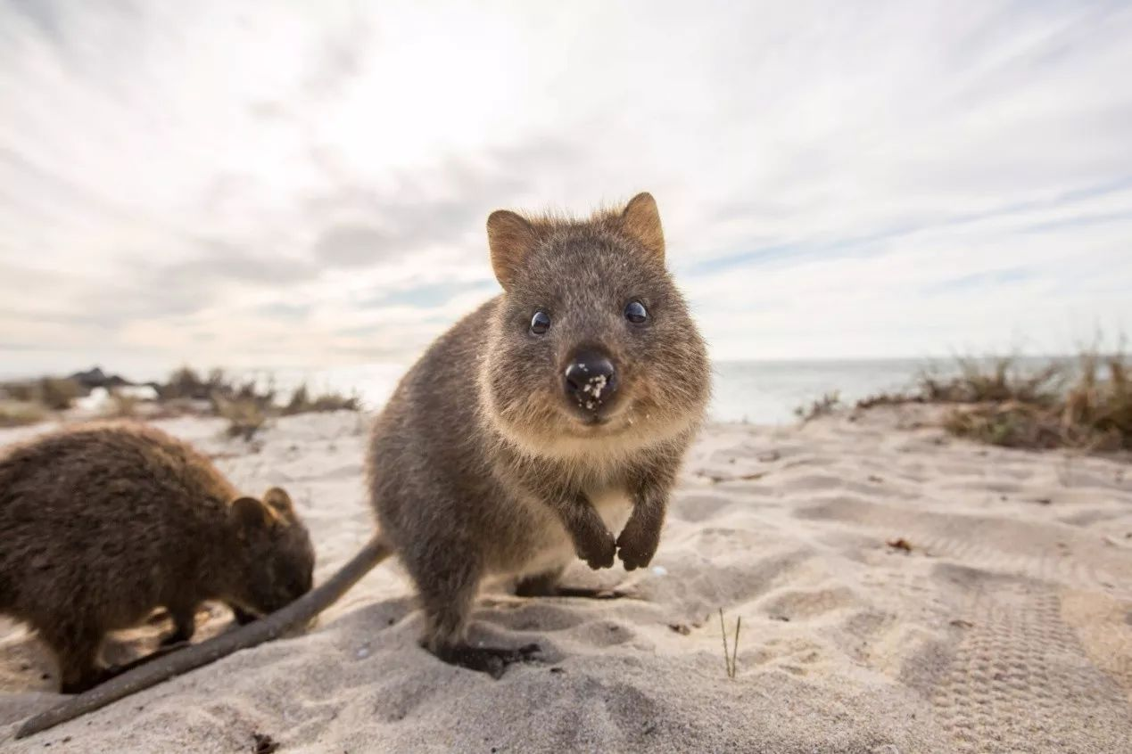 《mortality and suvivorship of the quokka in the northern jarrah