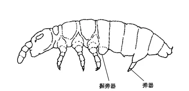 生态缸"老八"——跳虫
