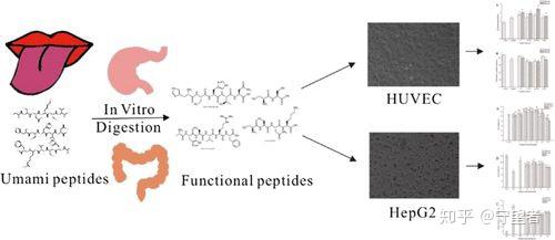 jafc经体外胃肠道消化后的鲜味肽血管紧张素i转换酶