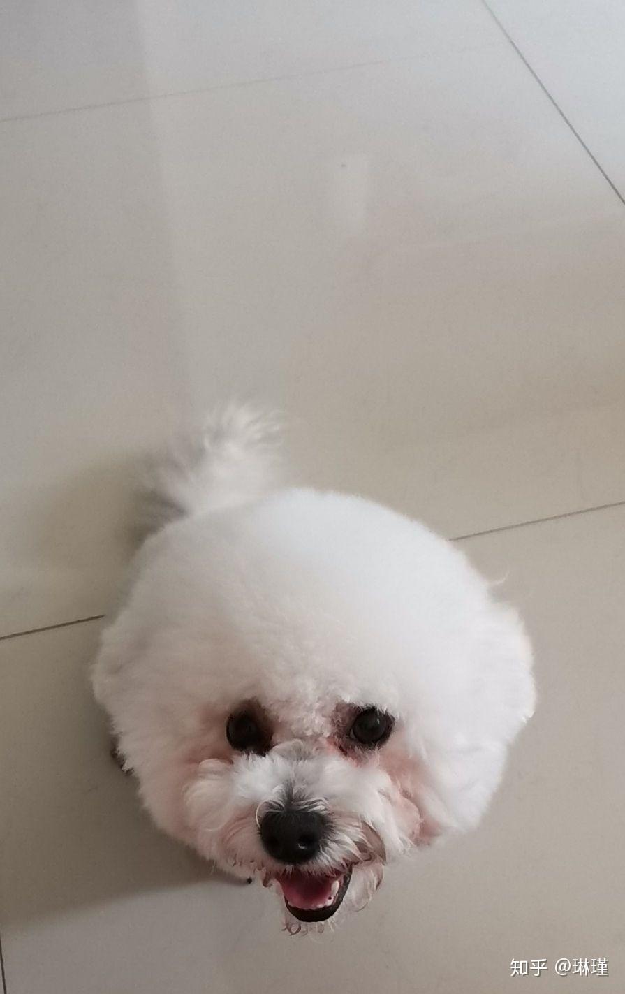 请问比熊犬的耳朵大是不是证明他不是纯种的