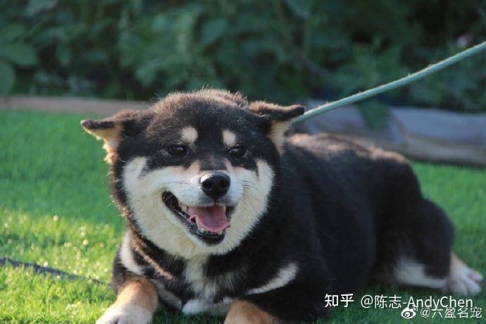 黑柴、豆柴、白柴,柴犬的颜色与种类介绍 - 知乎