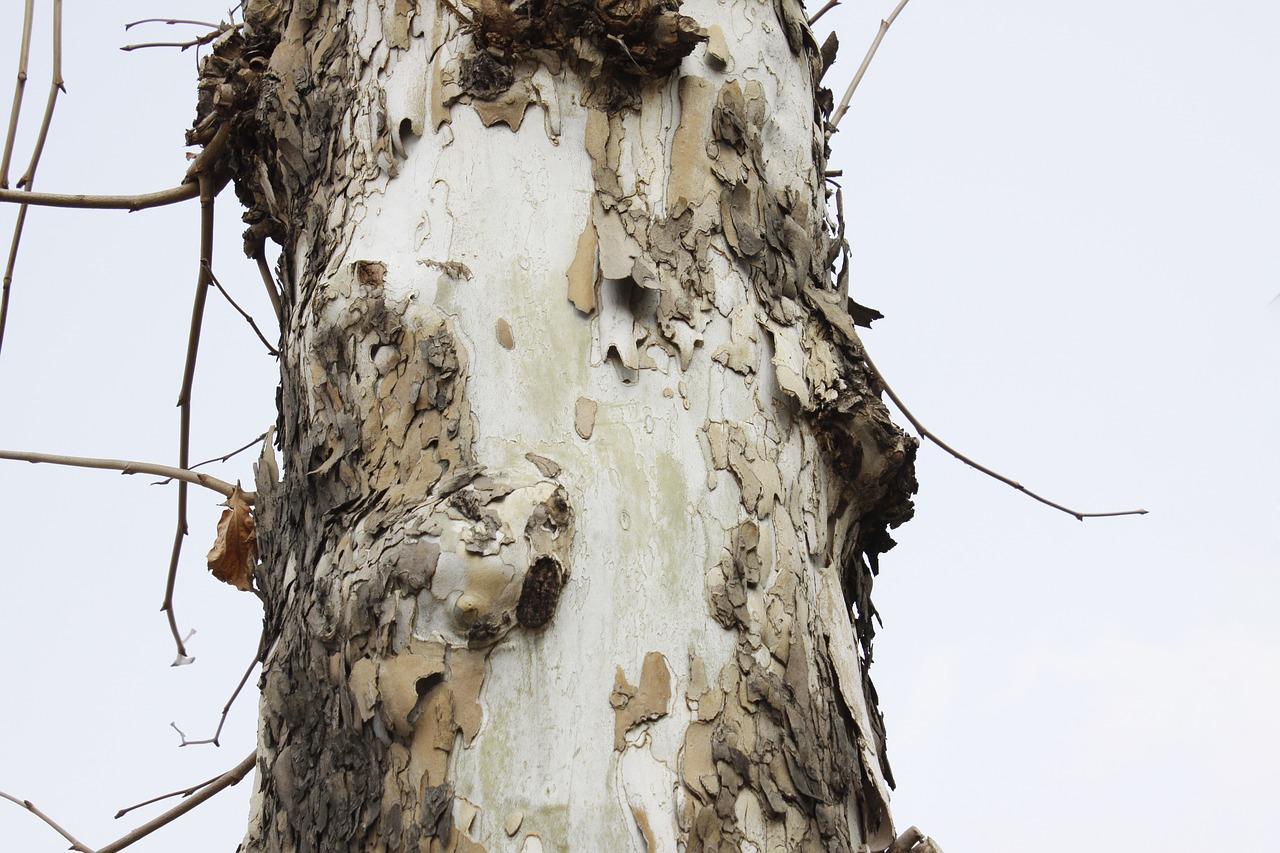 如何量木材地径