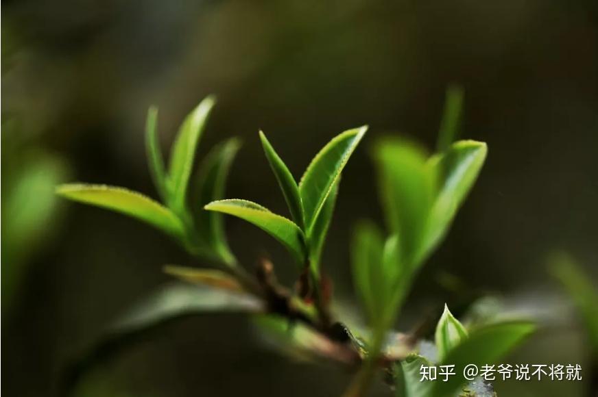 绵延到雨林深处的倚邦麻栗树|三茶六局第20局 - 知乎