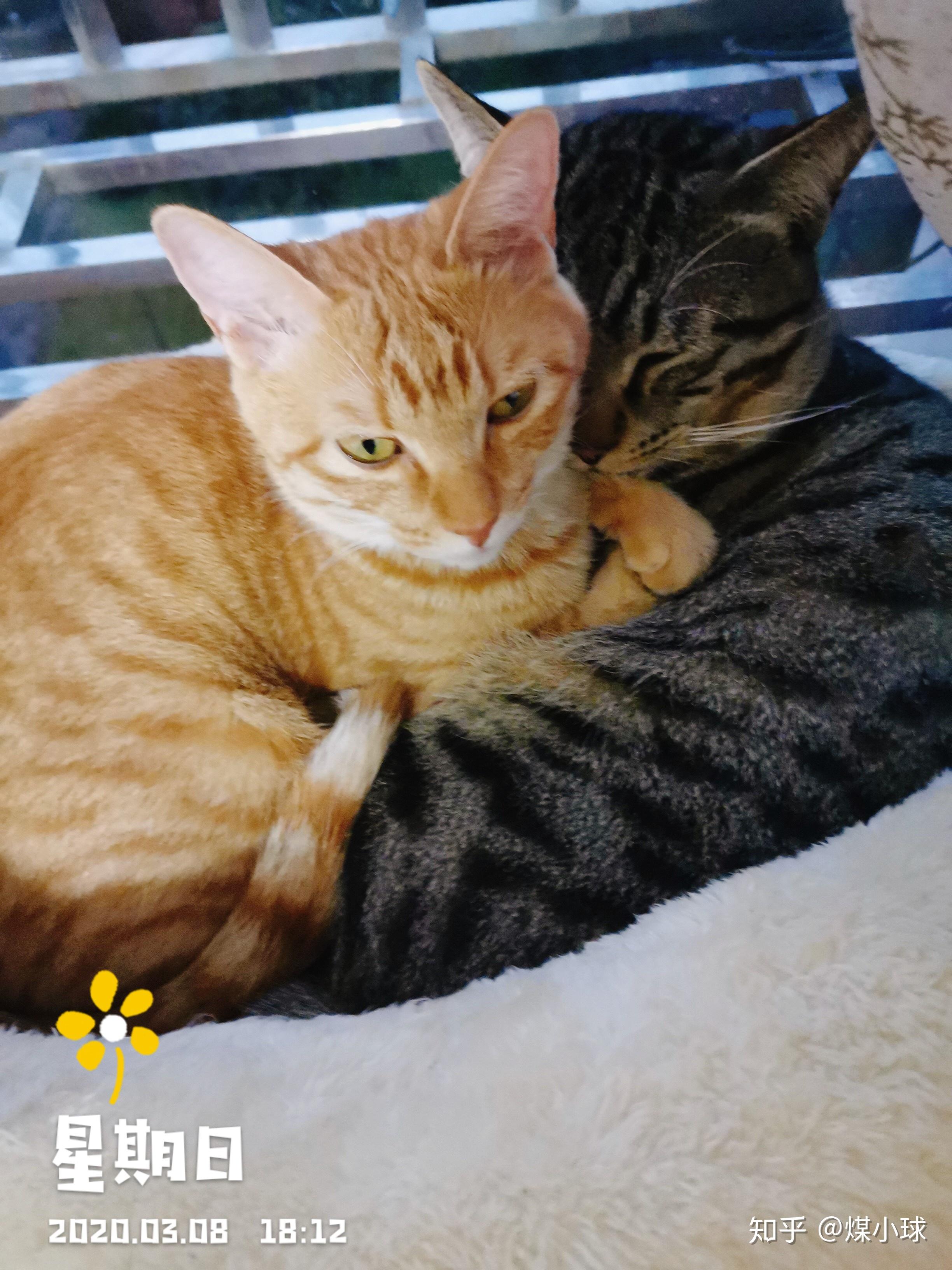 黄色狸花猫和普通的狸花猫到底有什么本质区别? - 知乎