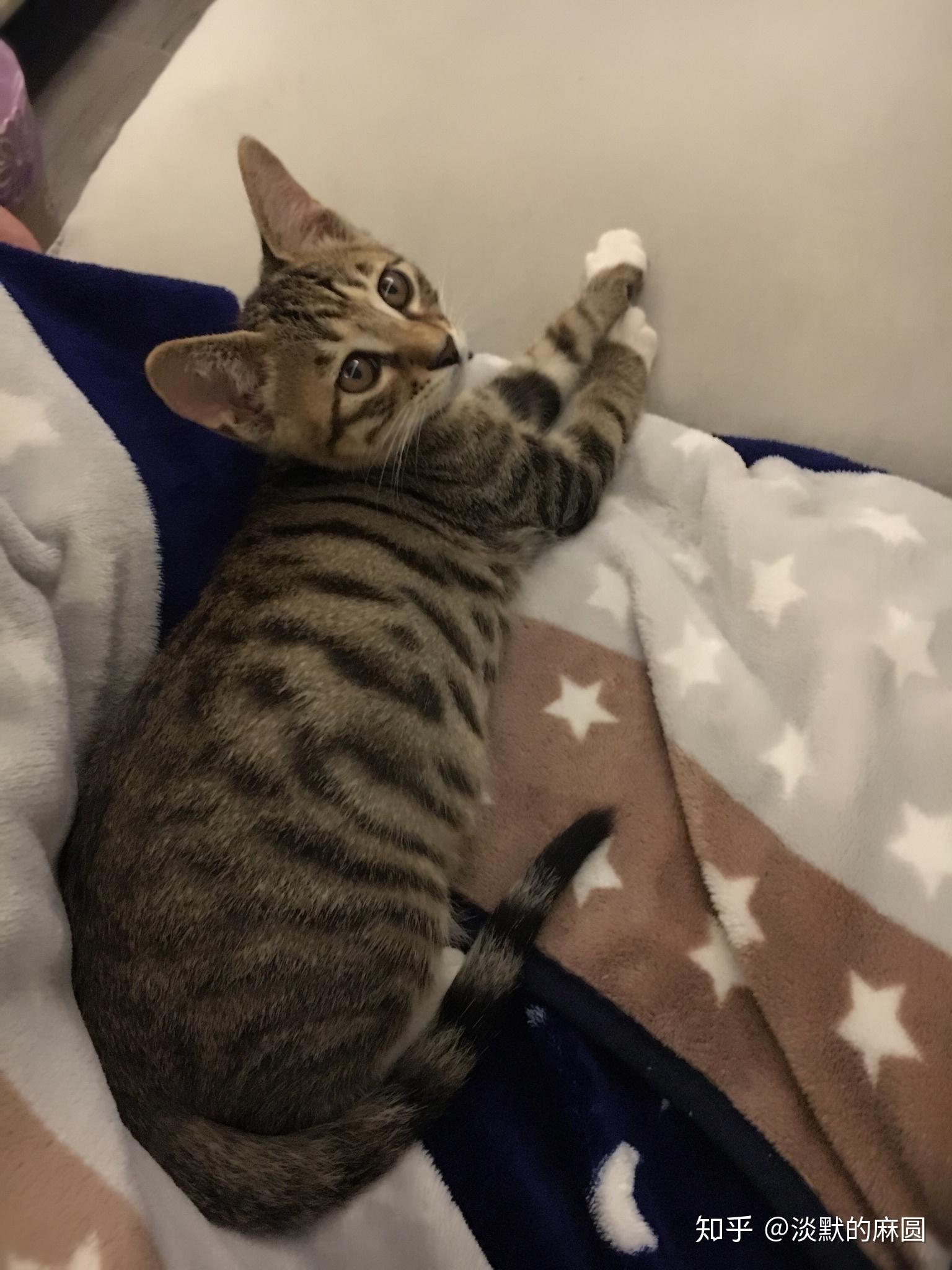 狸花猫黑色条纹太浅怎么办?