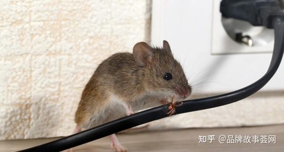 老鼠科普知识 - 知乎