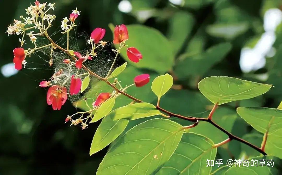 雷公藤种子图片