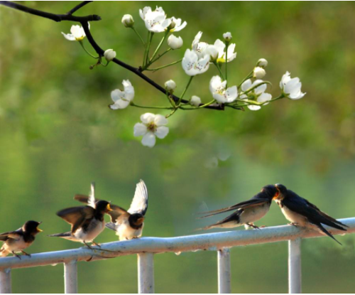春分时节北方天气变暖,在南方越冬的燕子又飞回北方,衔草含泥筑巢居住