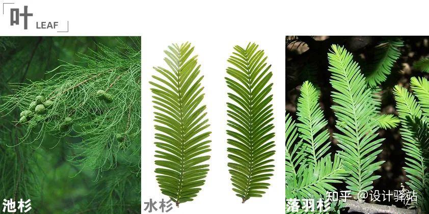 《景观设计与干货5》— 易混淆的景观植物大全:乔木、灌木、地被、花境 - 知乎