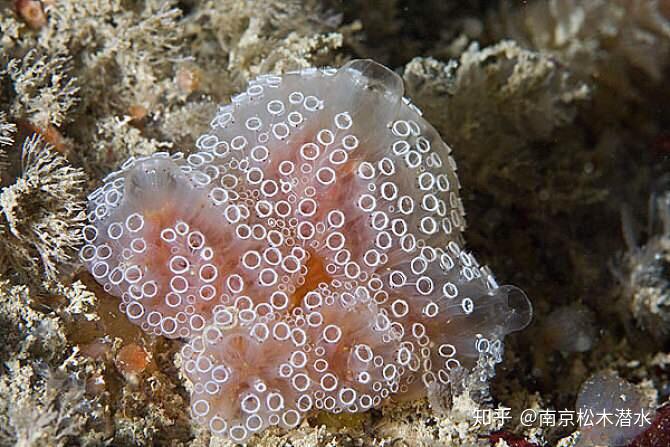 会吃掉自己脑子的海鞘