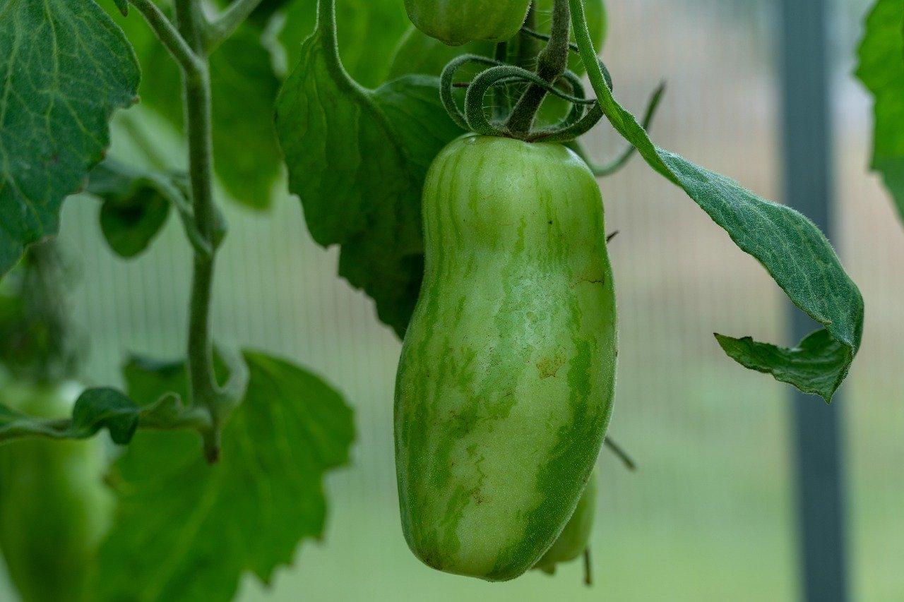 3. 芋艿产地精选