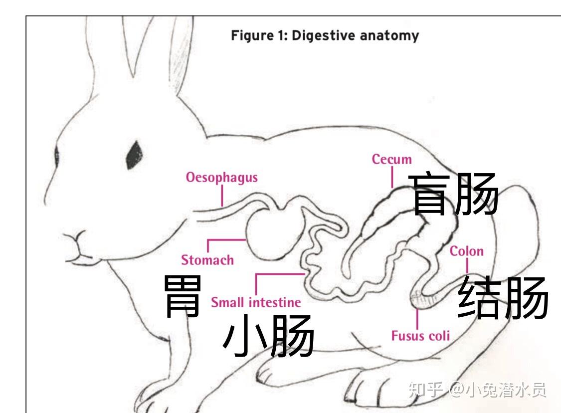 兔子的解剖特点下载 - 重庆大学出版社教学资源库管理平台