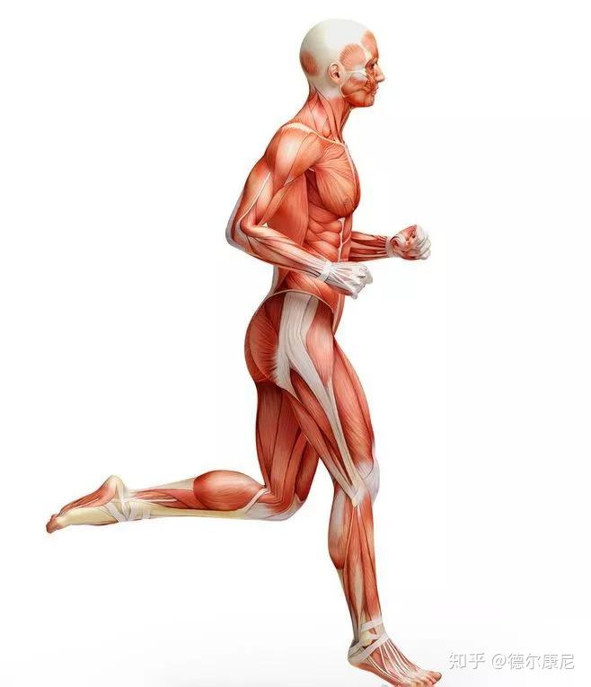 筋膜广泛存在于身体各个组织,各个器官之间,位于全身皮肤层之下,肌肉