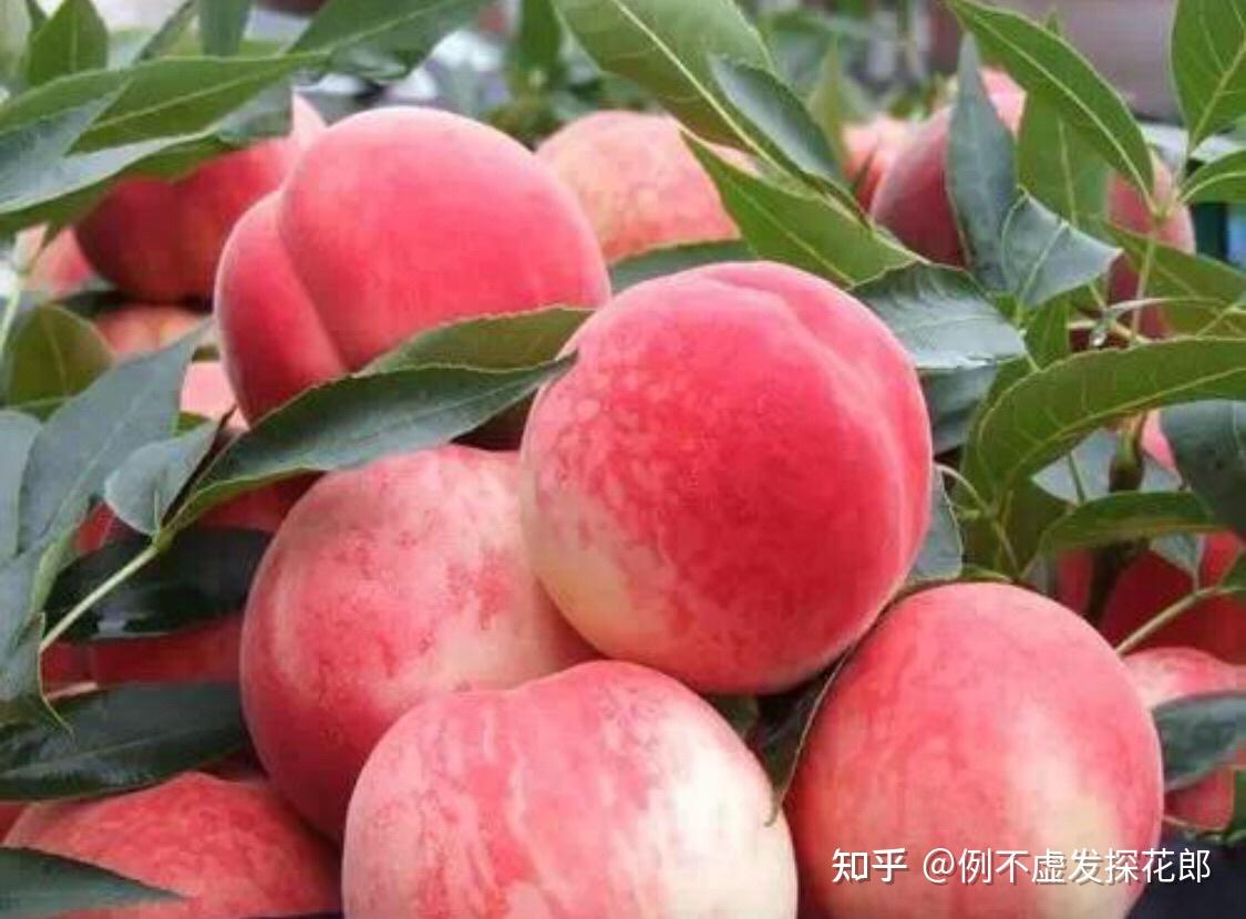 夏日水果水蜜桃桃子高清图片下载-正版图片500465268-摄图网