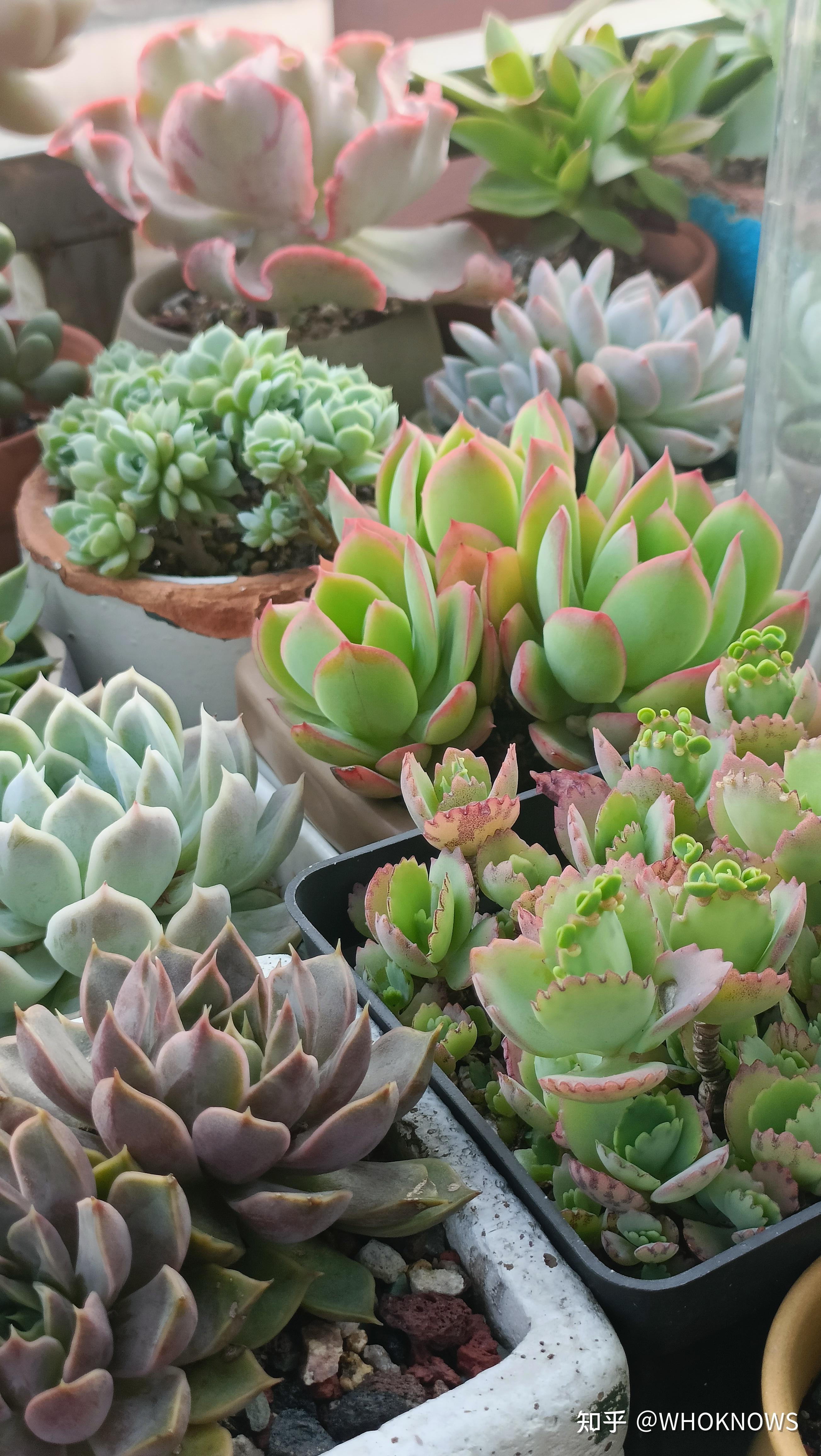 多肉为什么会掉叶子