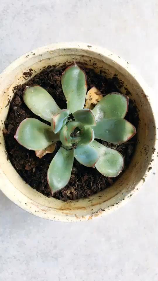 请问我这颗多肉是怎么了呀,叶片中间干瘪了一点.