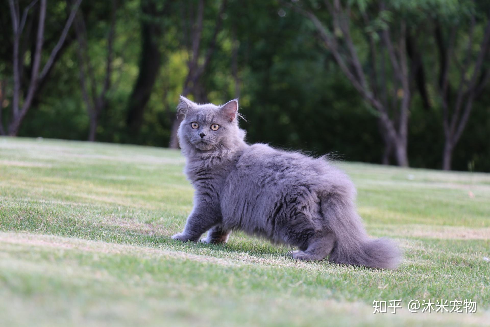 英短长毛猫长大后图片图片