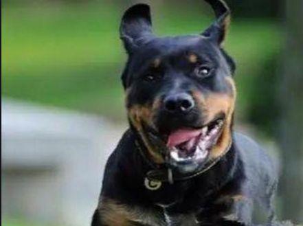 生活中常见的10大烈性犬 - 知乎