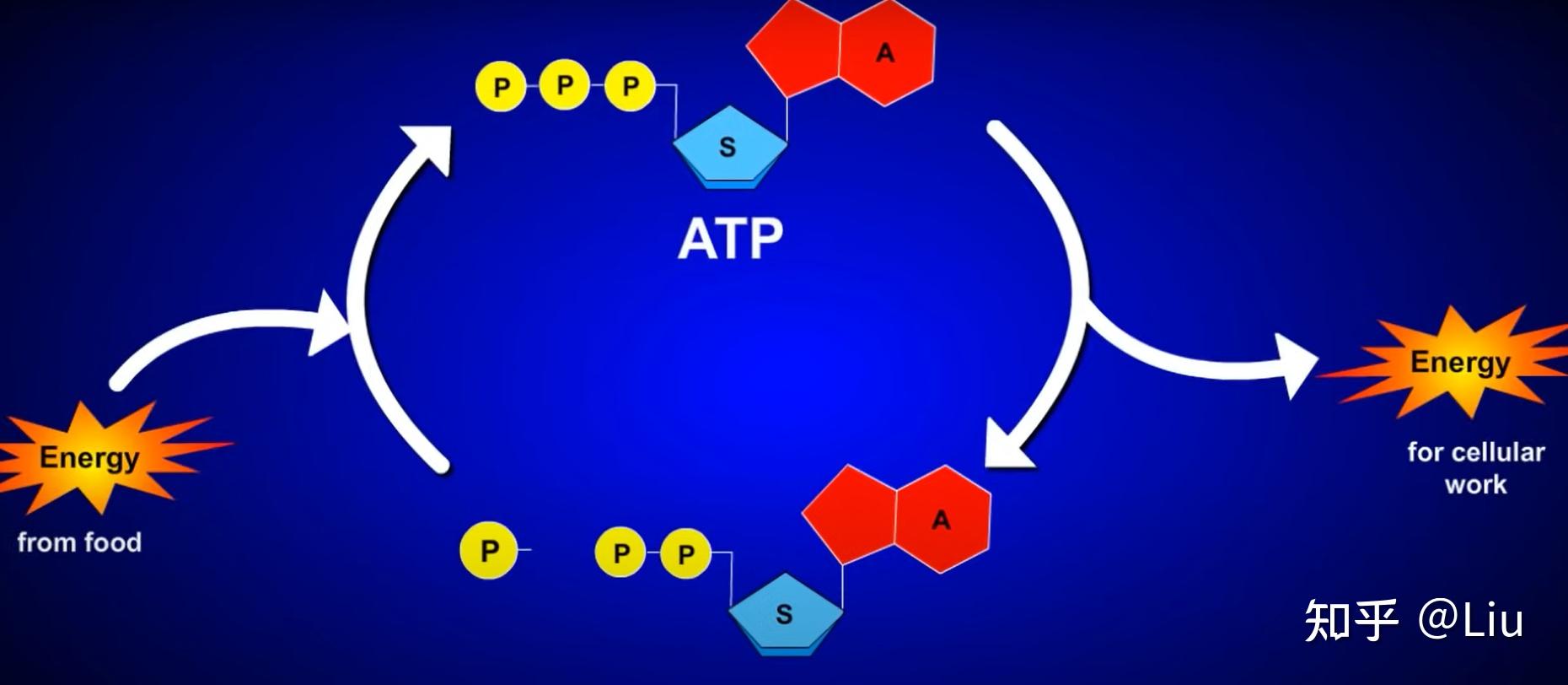 什么是atp