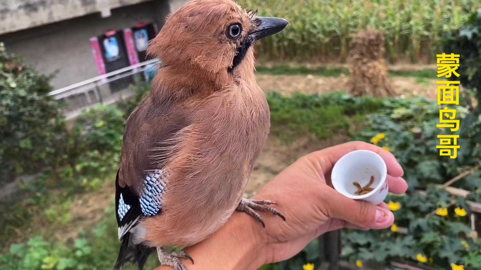 松鸦把吃不完的食物藏进主人衣服