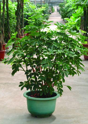 家庭养花大全: 鸭脚木又叫鹅掌柴,因它的叶子呈掌壮而得名,放在客厅