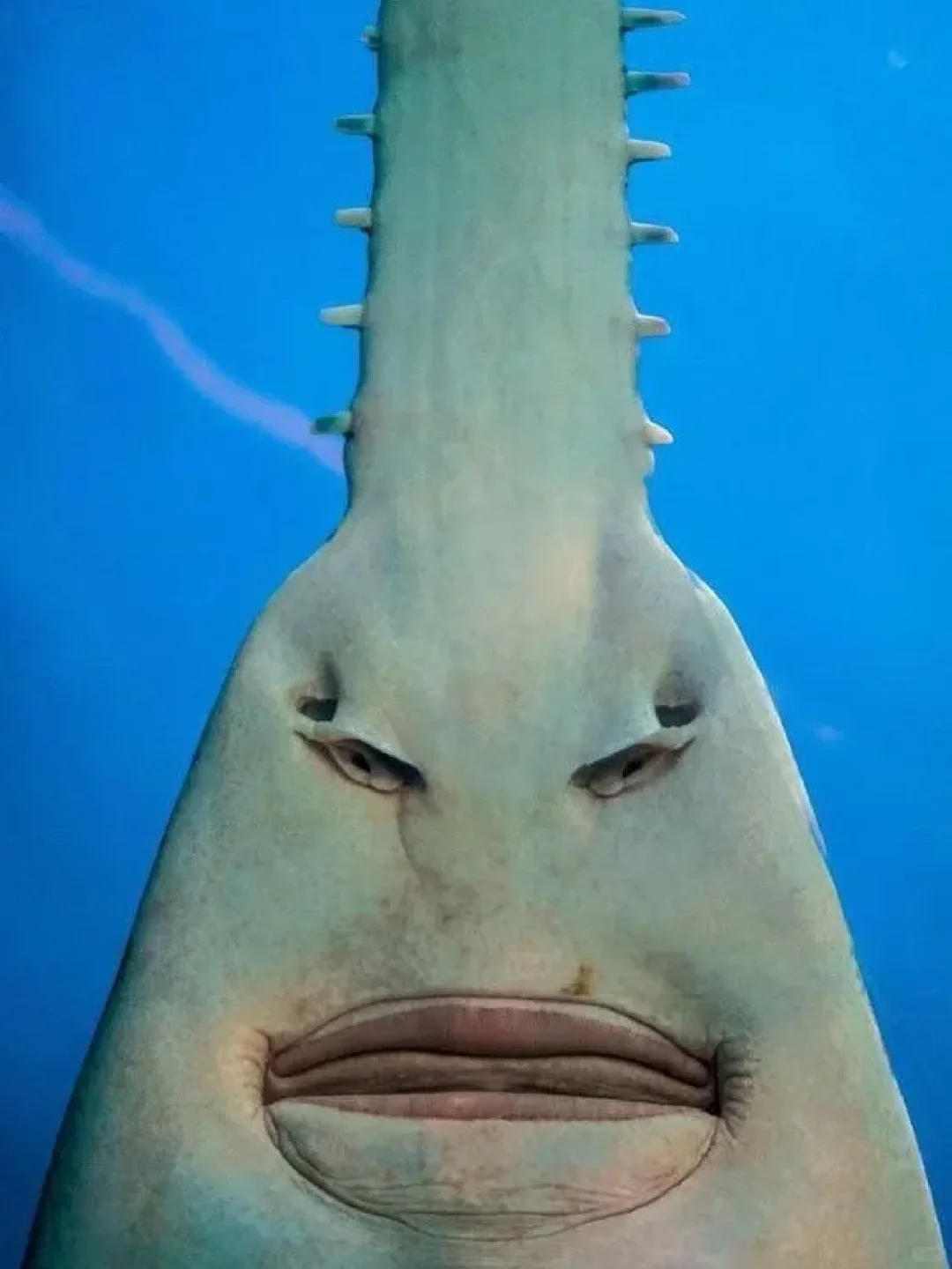 有哪些奇特的海洋生物